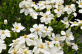 White Blooms Dwarf Evergreen Gardenia Shrub 2 Gallon Plant H30764
