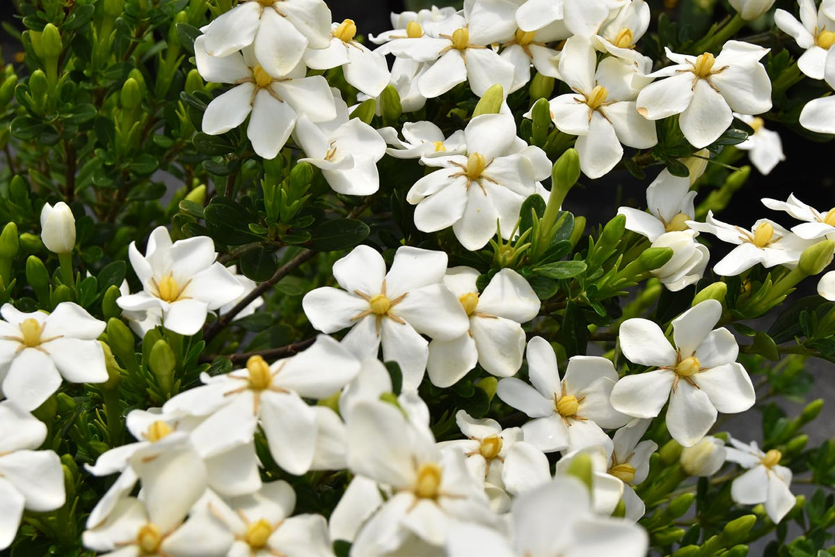 White Blooms Dwarf Evergreen Gardenia Shrub 2 Gallon Plant H30764