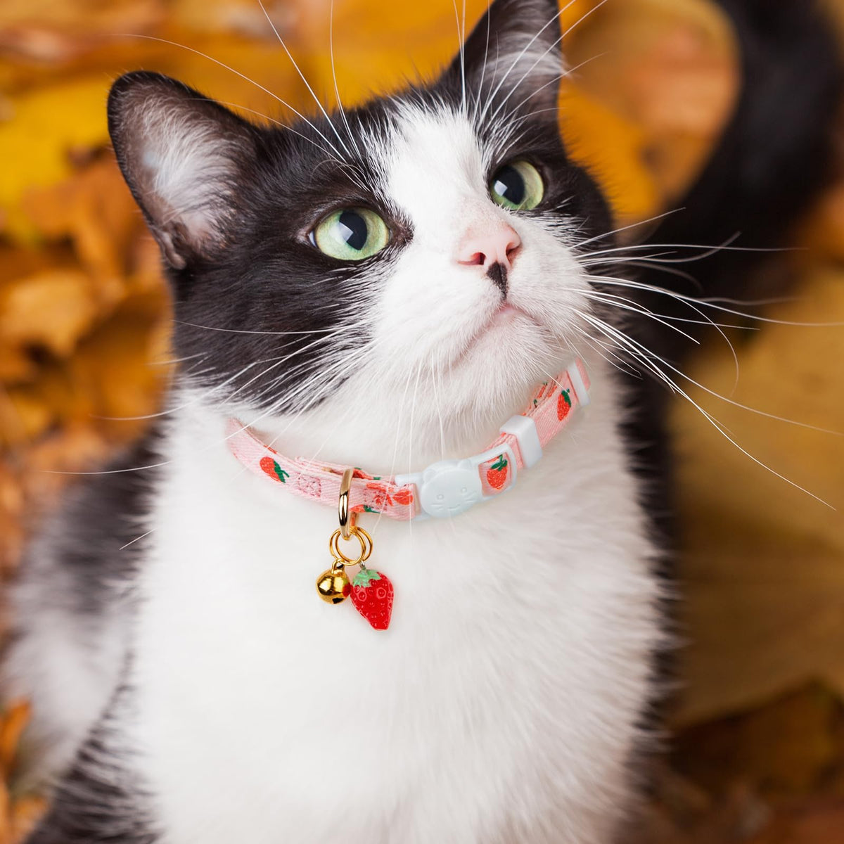 2 Pack Cotton Cat Collar K960